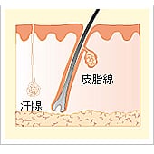 小顔になります! 小顔になります!